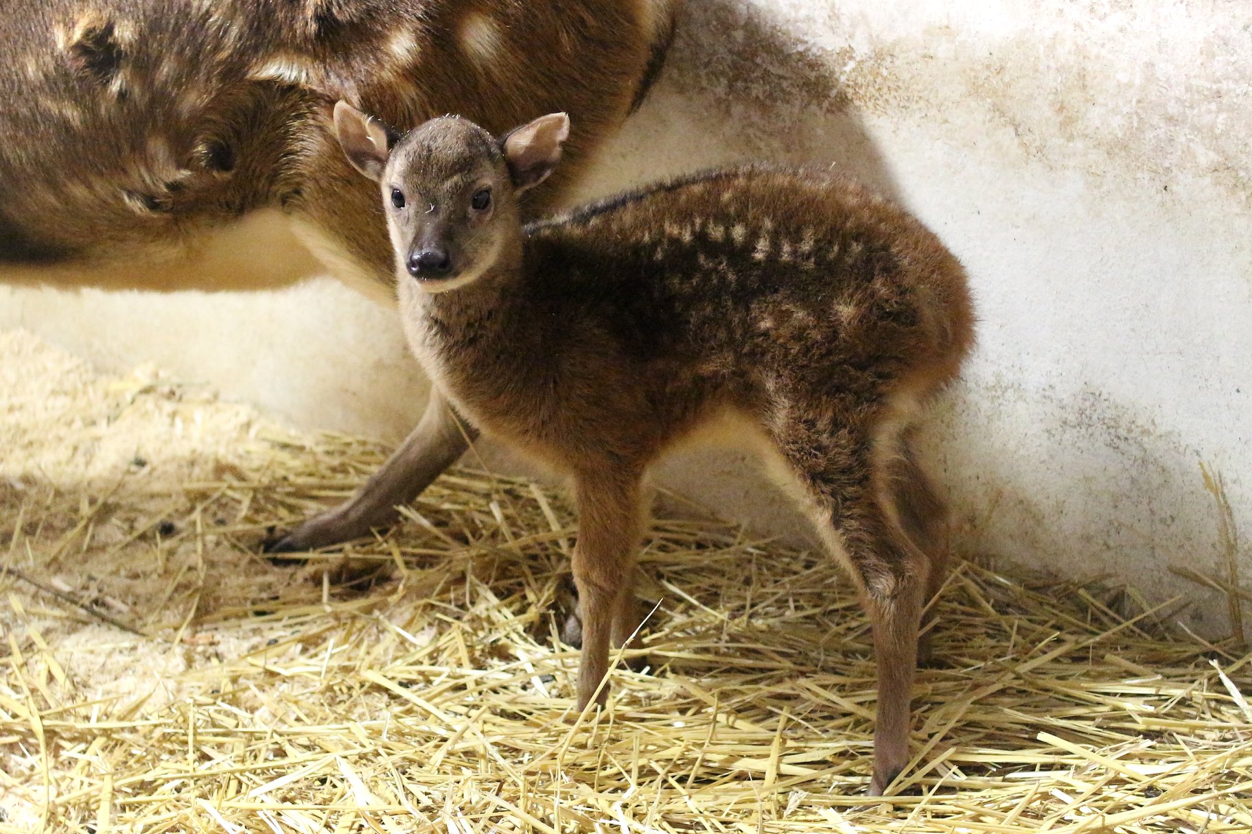 Mládě nově narozeného sambara skvrnitého v zoo Liberec