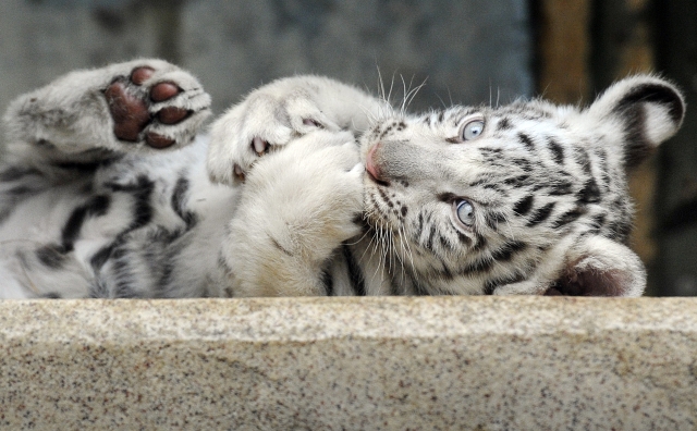 Koťata bílých tygrů v liberecké zoo.jpg