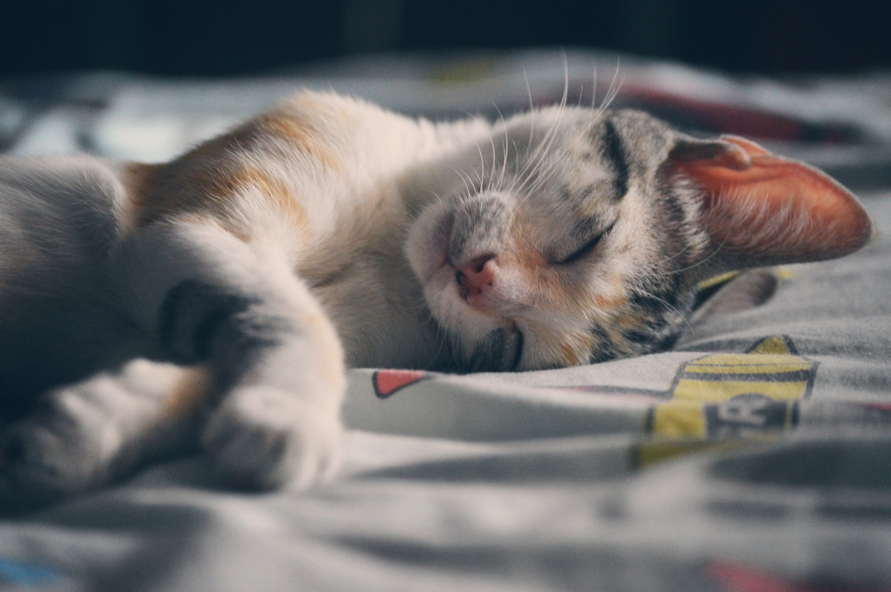 Kočka - spánek