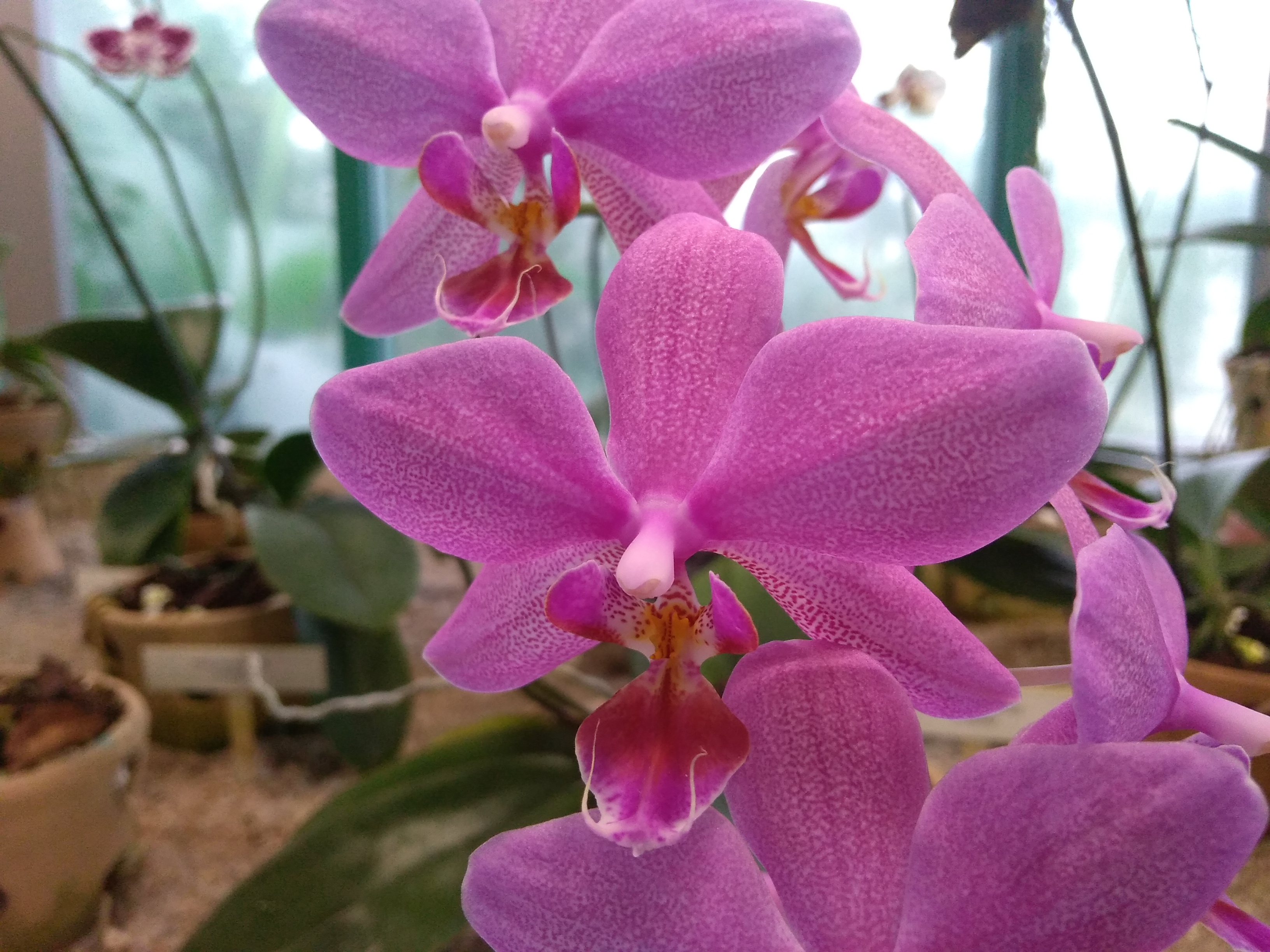 Botanická zahrada v Liberci hlásí, že v těchto lednových dnech kvetou orchideje