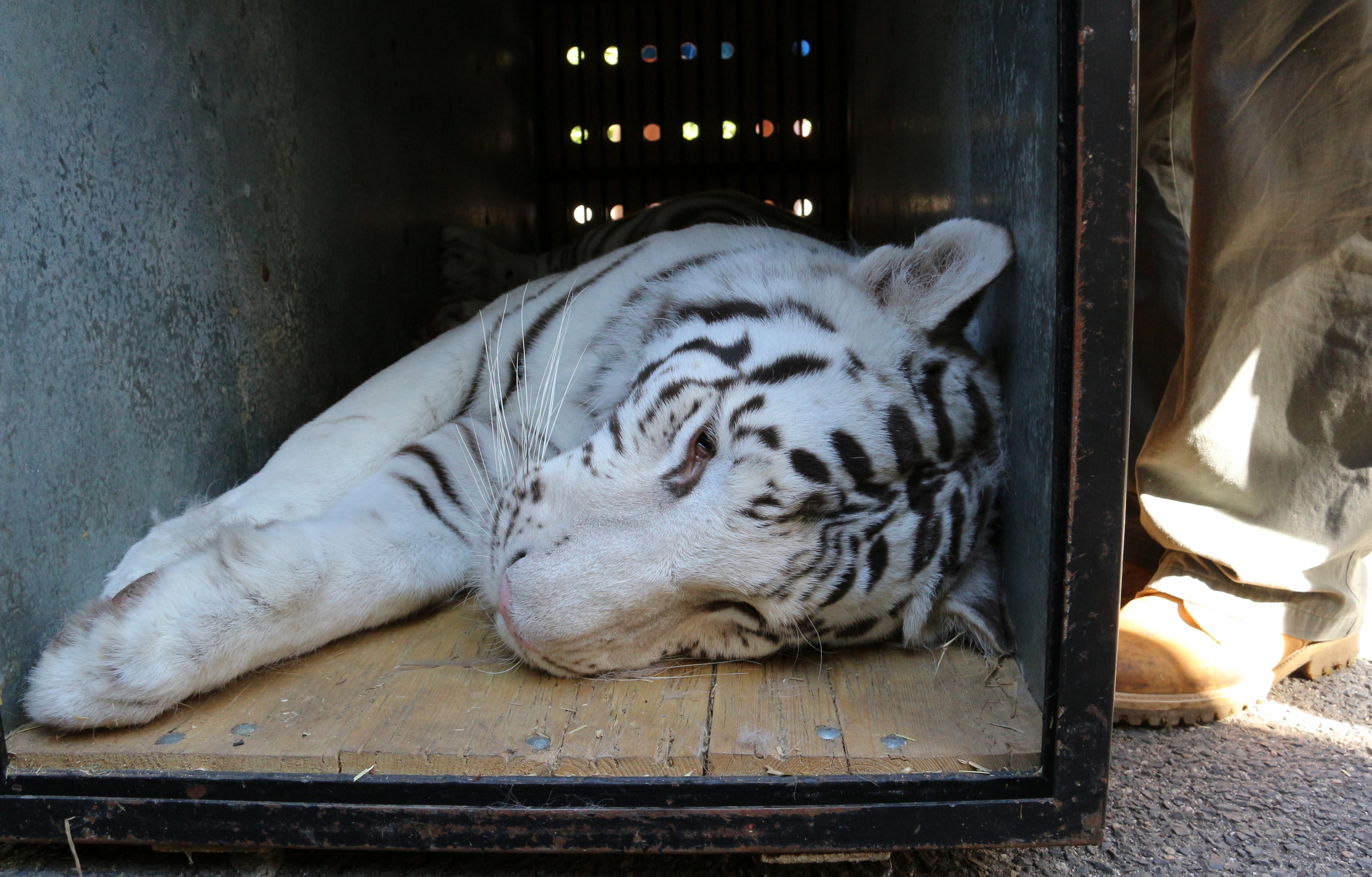 Transport mladých tygrů, pro přenos do transportních beden je veterinář musel uspat narkotizační šipkou