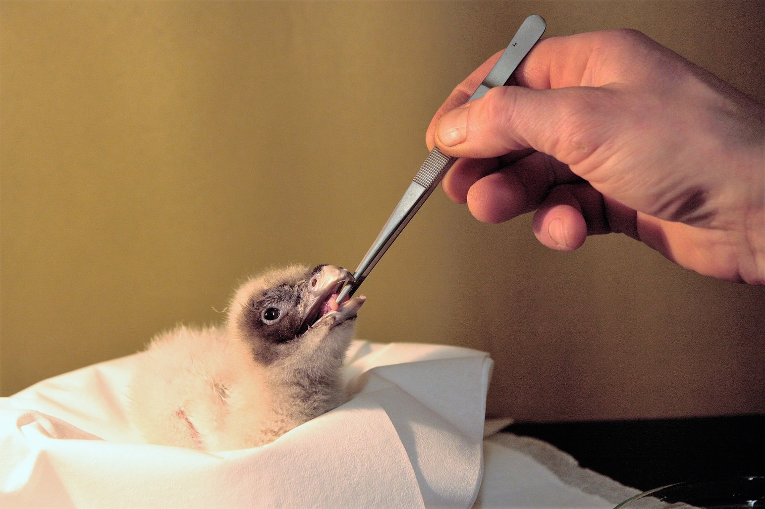 Rozkrmování mláděte orlosupa bradatého 