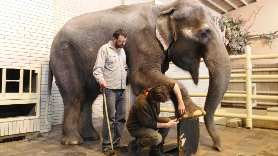 Péče o slonice v liberecké zoo