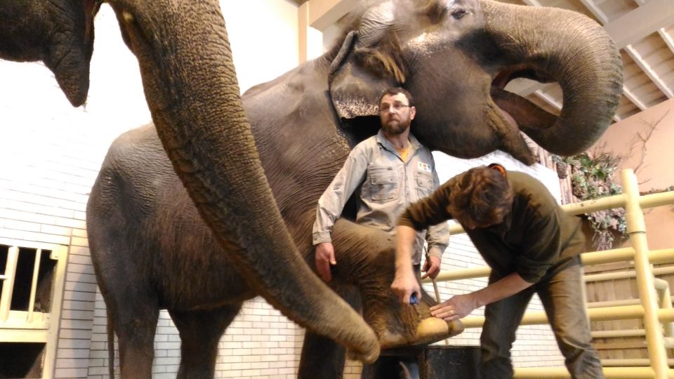 Péče o slonice v liberecké zoo