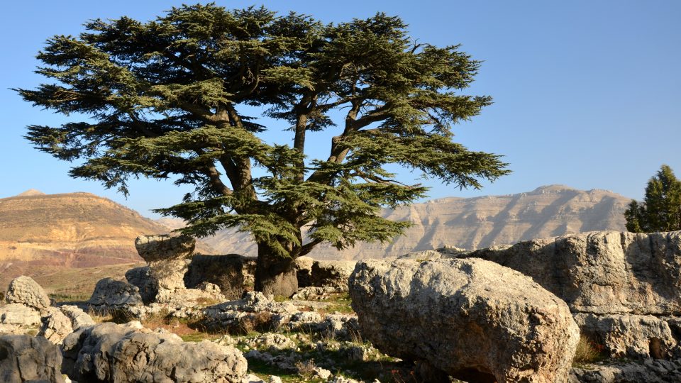 Cedr, symbol Libanonu