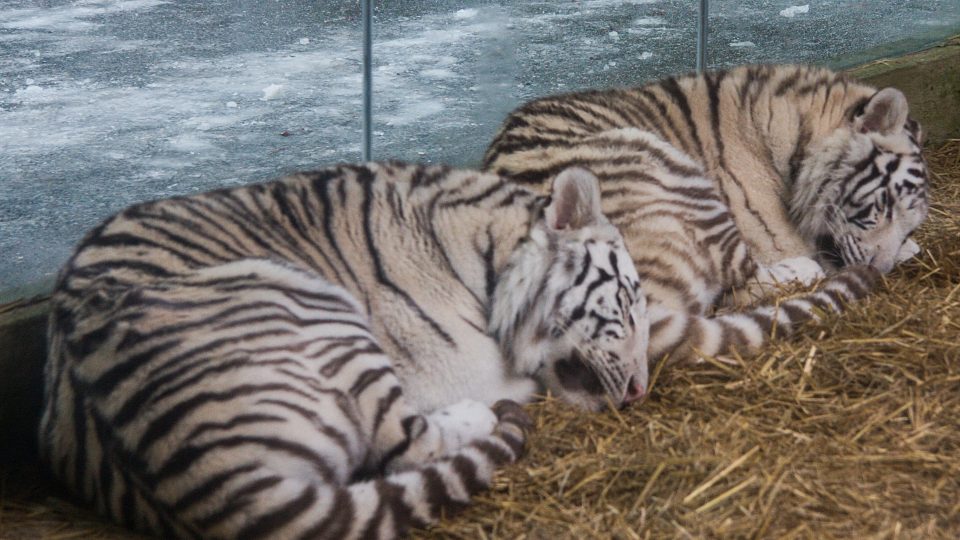 Dřímající bílí tygři