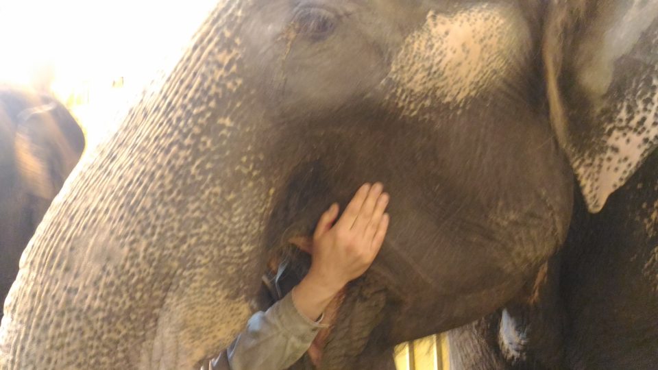 Péče o slonice v liberecké zoo