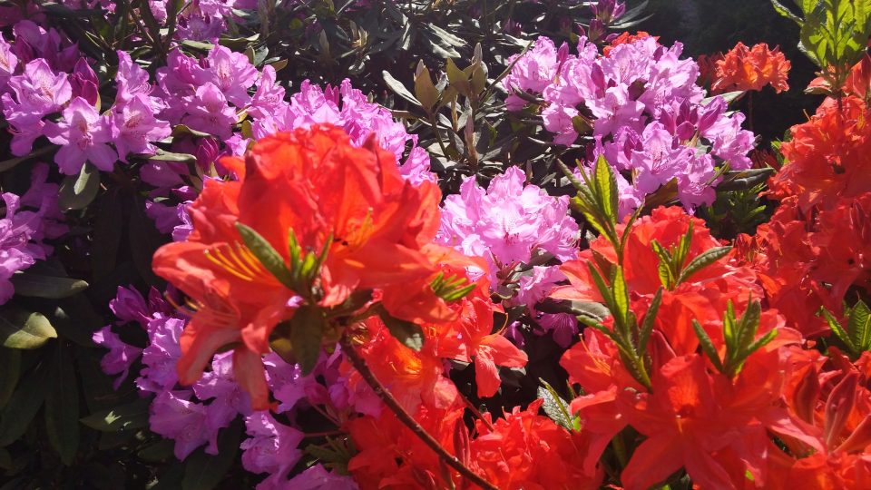 Krása libereckých rododendronů