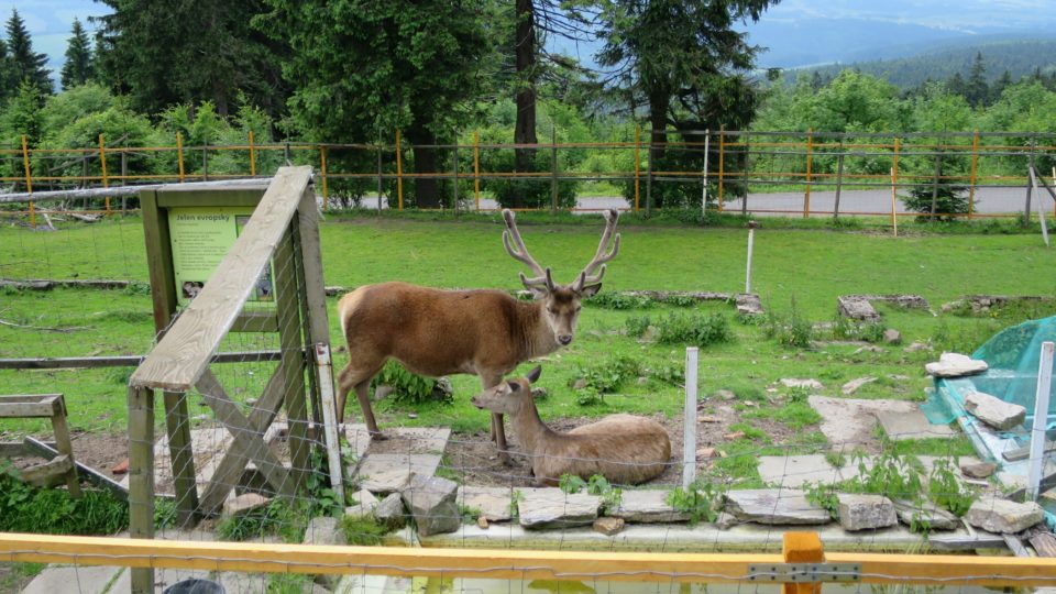 Ohrada s jelení zvěří před Kramářovou chatou | foto: Tereza Brázdová, Český rozhlas Ohrada s jelení zvěří před Kramářovou chatou