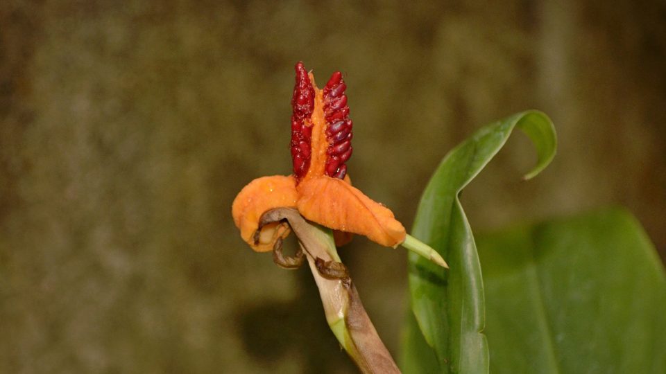 Plod zázvorovníku, alpinia calcarata