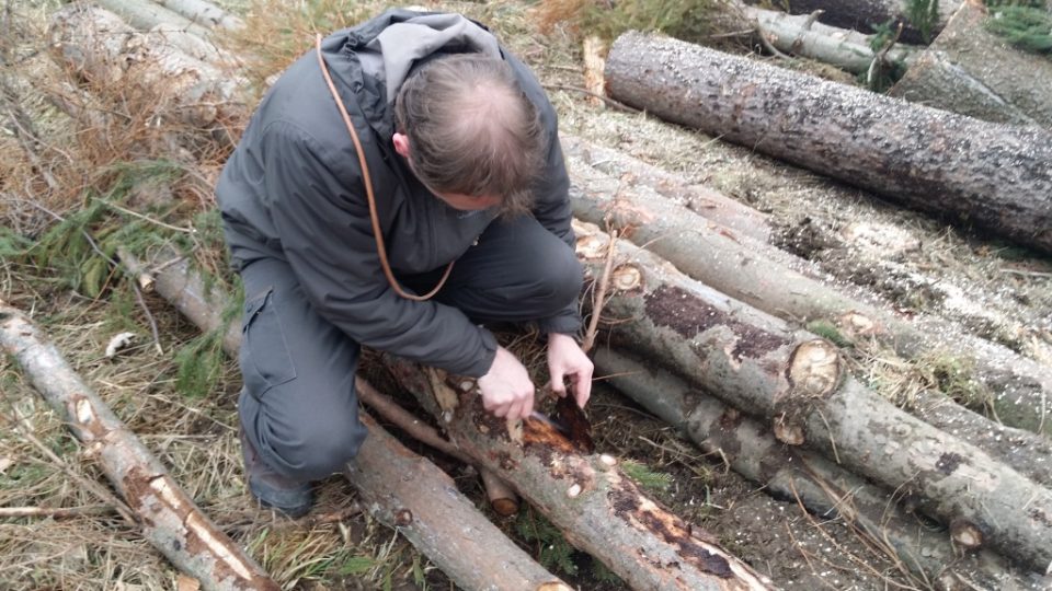 Lesník zkoumá kmeny stromů napadené kůrovcem