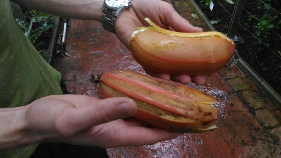Kácení banánovníku v Liberci