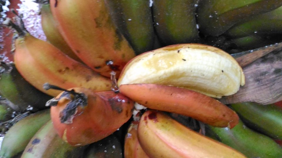 Kácení banánovníku v Liberci