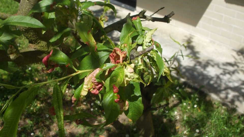 Kadeřavost broskvoní | foto: Stanislava Brádlová, Český rozhlas Kadeřavost broskvoní