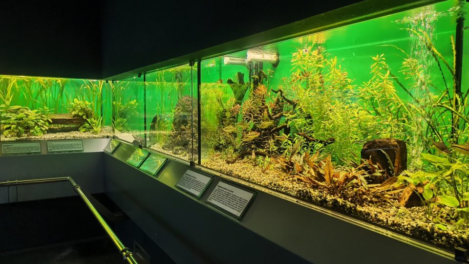 Pavilon akvárií je věnován tropickým rybám i jiným živočichům | foto: Jaroslav Hoření, Český rozhlas Pavilon akvárií je věnován tropickým rybám i jiným živočichům