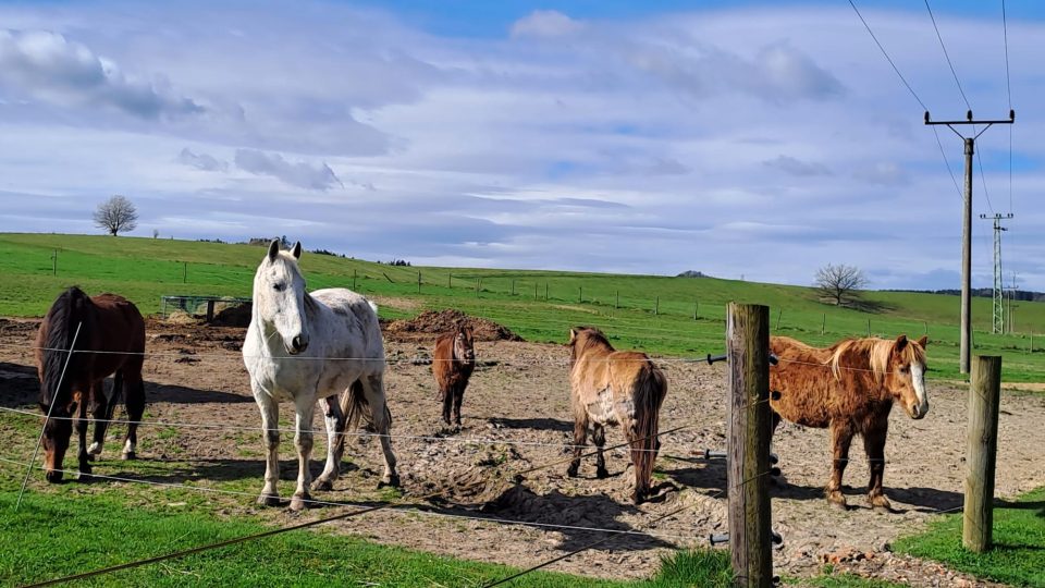 Farma Rolinka slouží jako domov pro staré a týrané koně