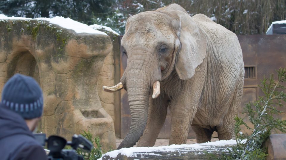 Krkonošské stromky stromky jsou delikatesou pro slony ve dvorském safari parku