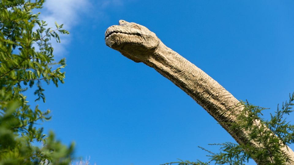 Brachiosaurus nebyl žádný trpaslík, hlavu měl ve výšce 13 metrů nad zemí. Díky tomu mohl tento býložravec pohodlně okusovat listí z korun stromů