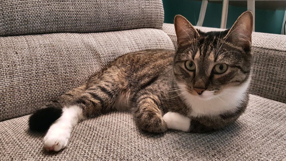 Kočky vrní blahem, ale vrněním mohou vyjadřovat i nespokojenost | foto: Jolana Nováková, Český rozhlas Kočky vrní blahem, ale vrněním mohou vyjadřovat i nespokojenost