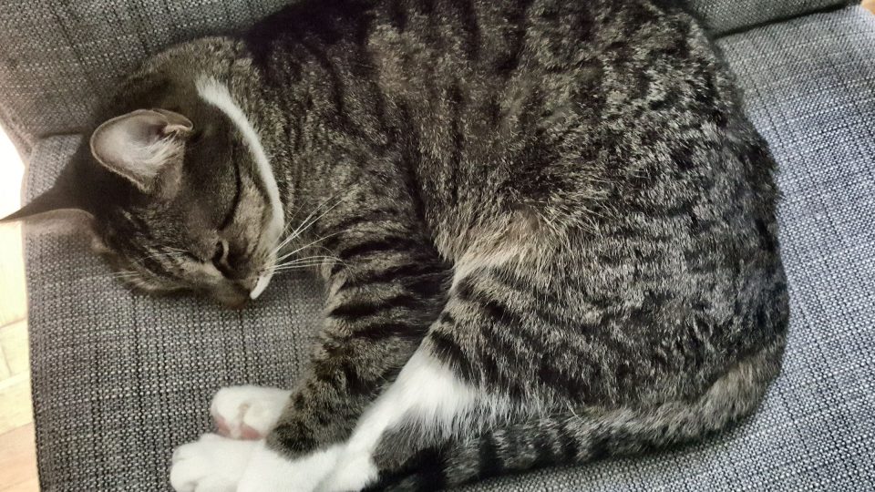 Každá kočka má v bytě své nejmilejší místo | foto: Jolana Nováková, Český rozhlas Každá kočka má v bytě své nejmilejší místo