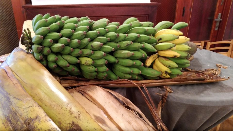 Banánů bylo v Liberci několik odrůd, některé je třeba tepelně upravit