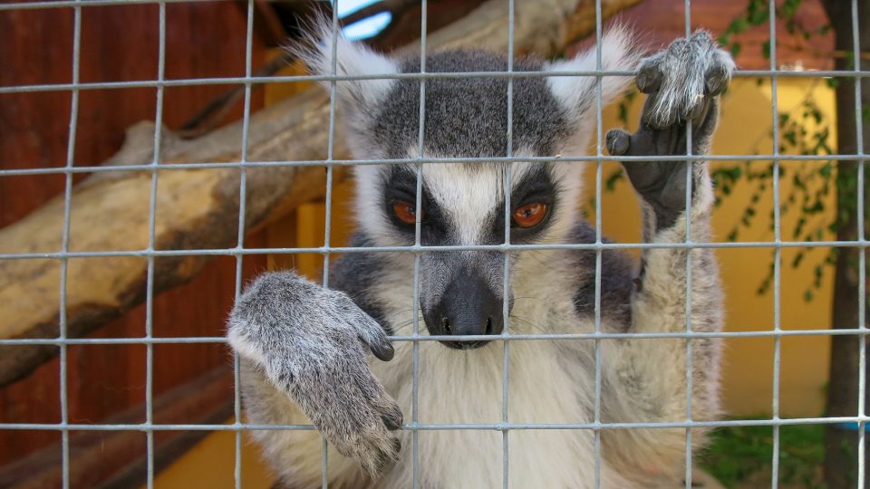 Mezi obyvatele bítovanské zoo patří také lemuří rodinka