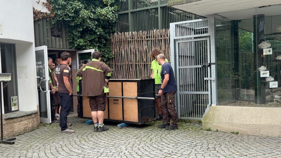 Transport tygra ussurijského z liberecké zoo