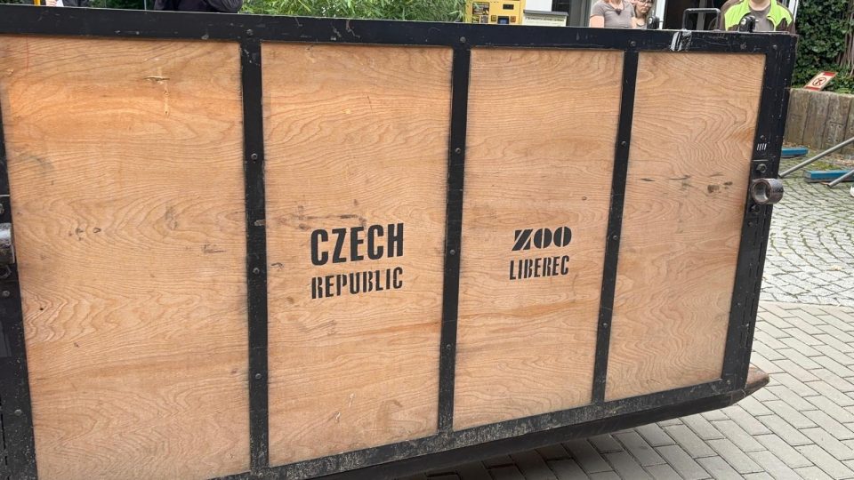 Transport tygra ussurijského z liberecké zoo