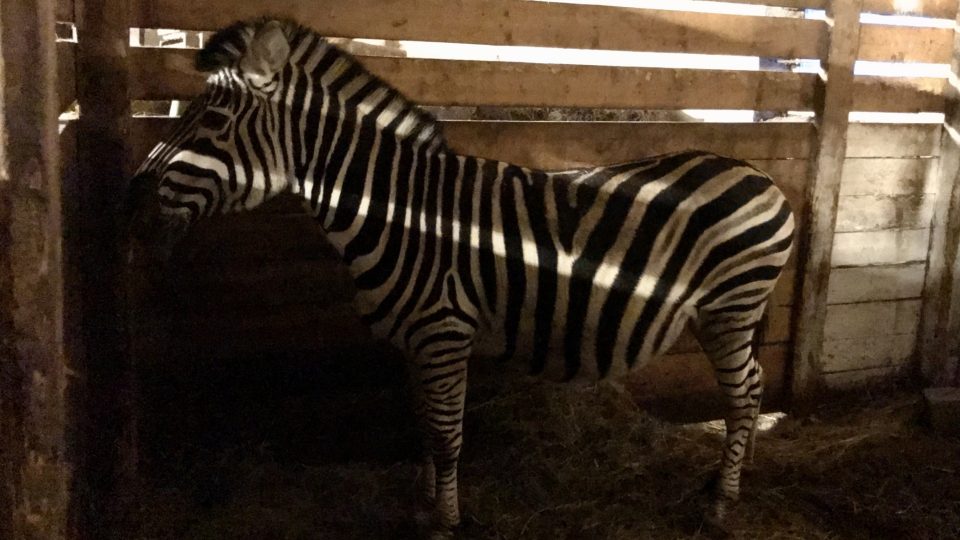 Zebra Stripes v dočasném křižanském domově