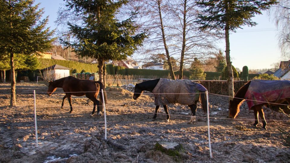 Jablonecký chovatel Jakub Ševčík umožňuje lidem s psychickými problémy kontakt s koňmi