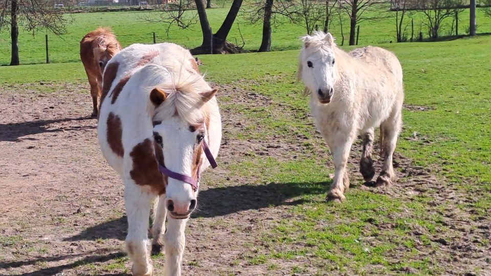 Staří koně, kteří žijí na farmě Rolinka v Křižanech