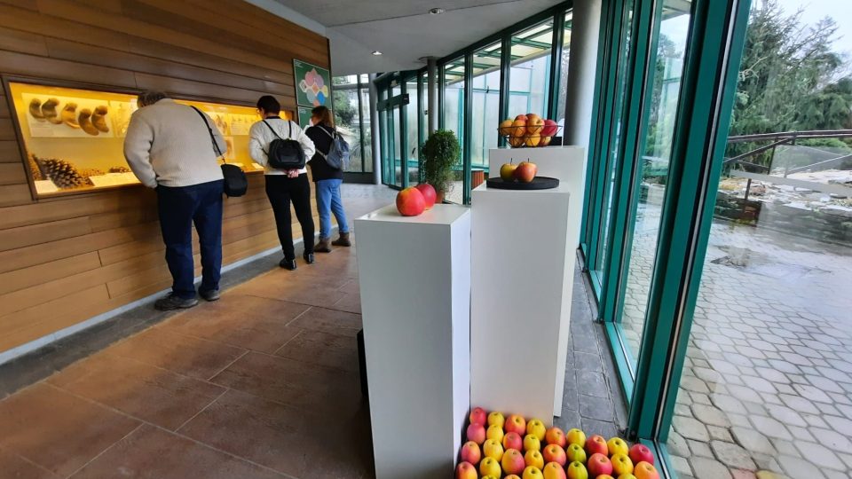 Výstava o šlechtění a odrůdách jablek v Botanické zahradě Liberec