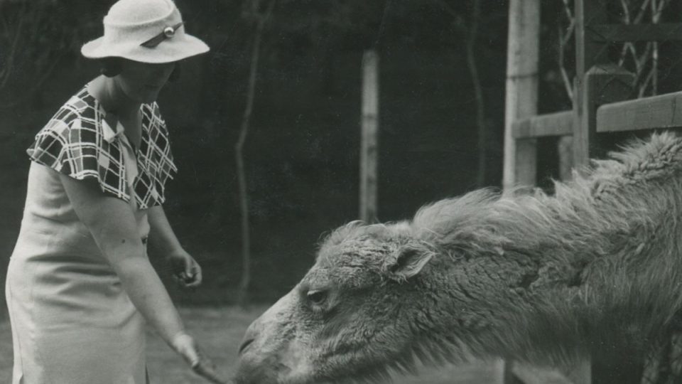 Zoo Liberec - velbloud za první republiky