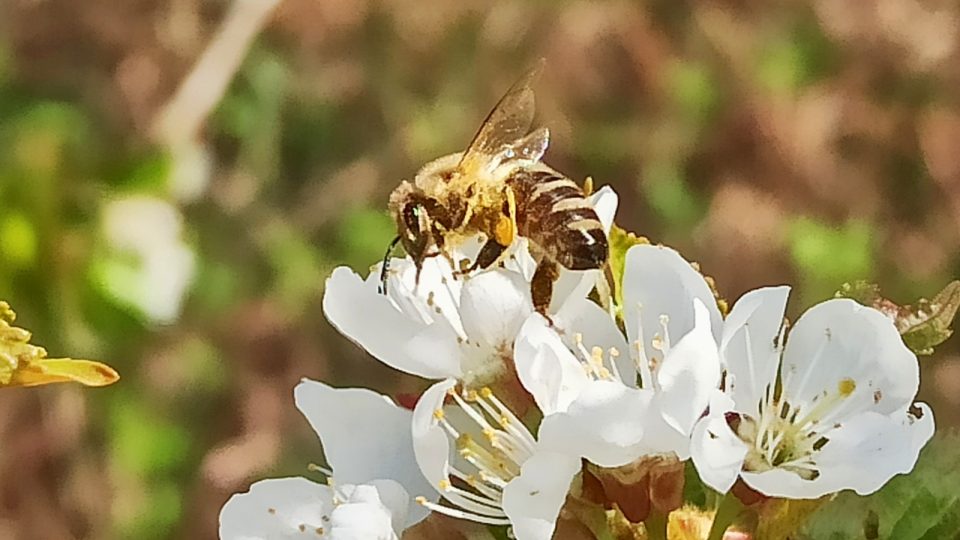 Včely z Českodubska