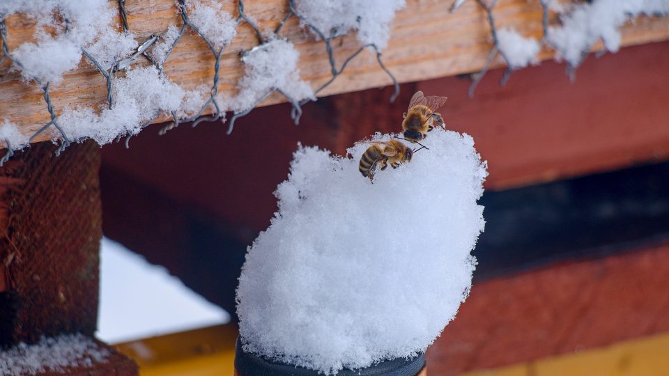 Unikátní fotografie včely sněhonosné, zřejmě poslední dva exempláře před odletem do teplých krajin