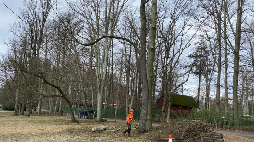 V horní části parku Petra Bezruče v Liberci pracují arboristé