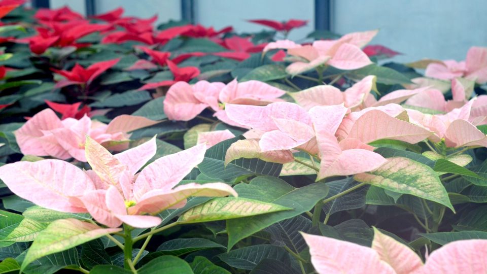 Červené, ale taky smetanově bílé, světle žluté nebo růžové vánoční hvězdy vybíráme pro slavnostní stůl