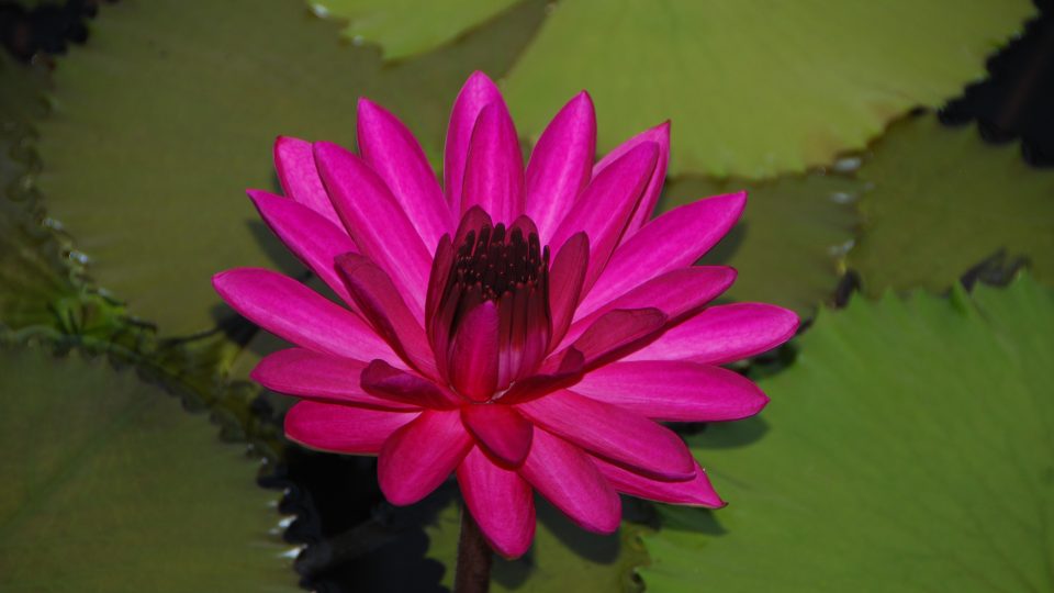 V liberecké botanické zahradě kvetou lekníny