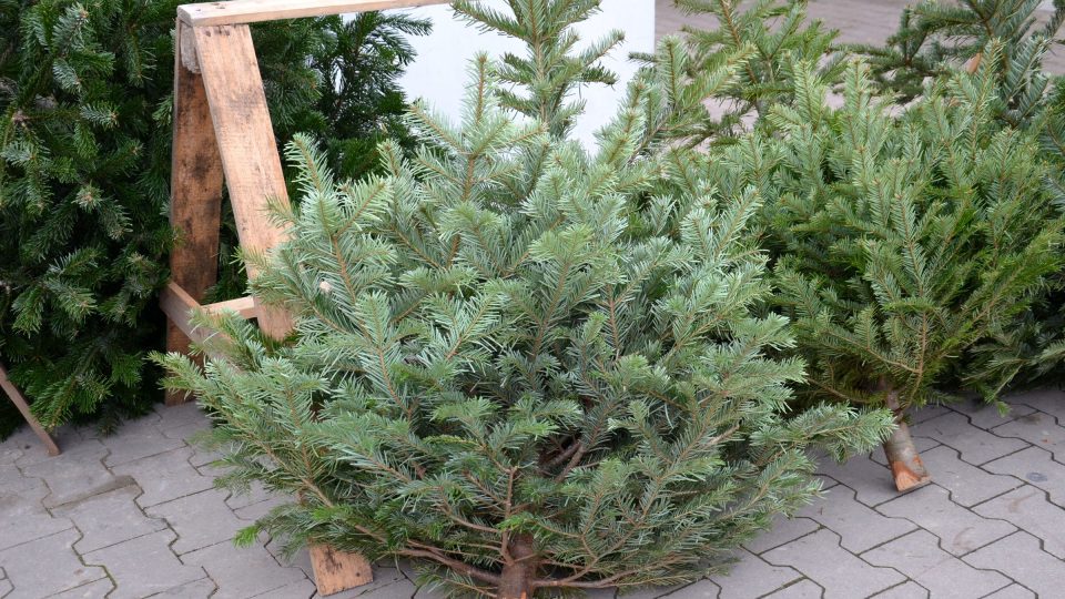 Než stromek umístíte do stojanu, seřízněte kmínek asi o dva centimetry