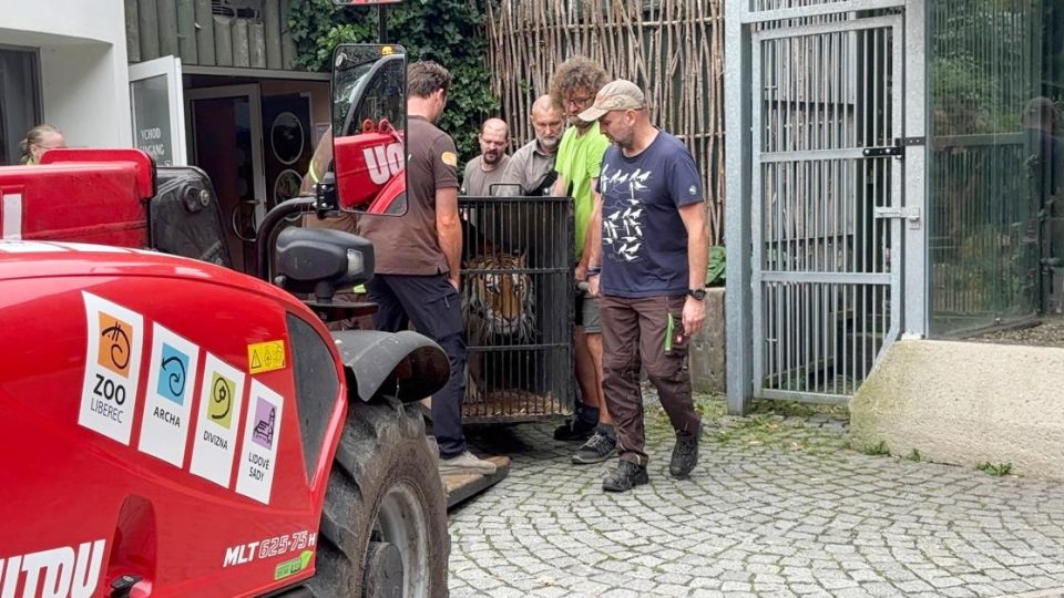 Transport tygra ussurijského z liberecké zoo