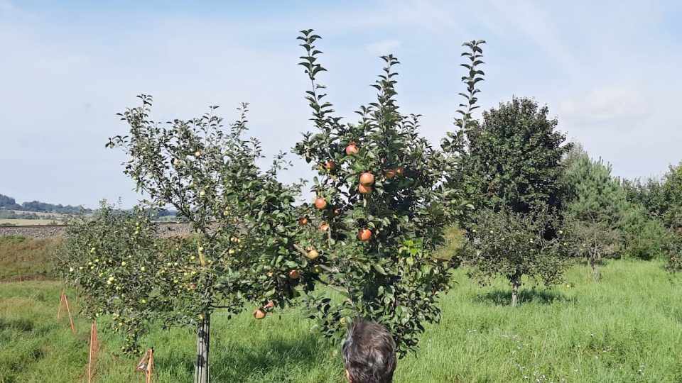 V Honsobu se letos, stejně jako jinde v Česku, urodila spousta jablek