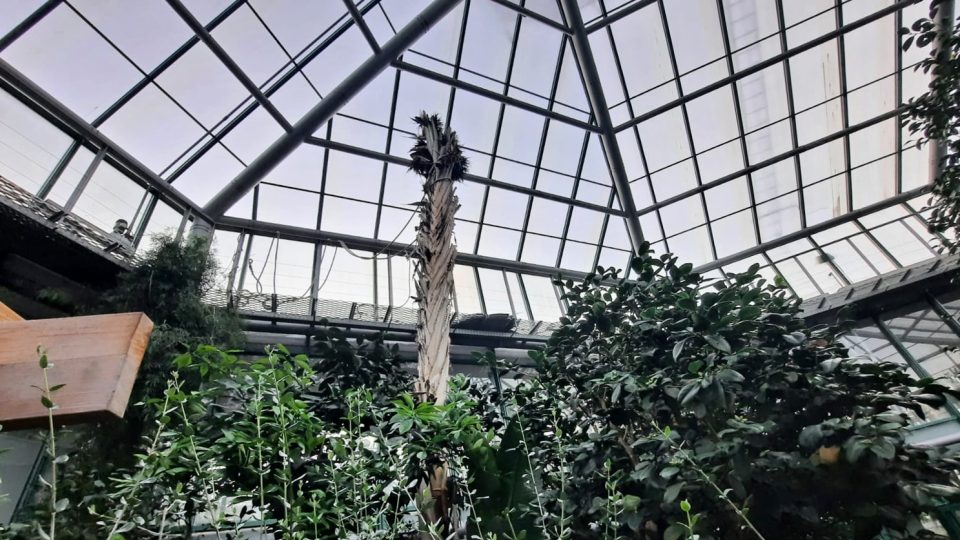 Rostlina dosahovala ke stropu skleníku