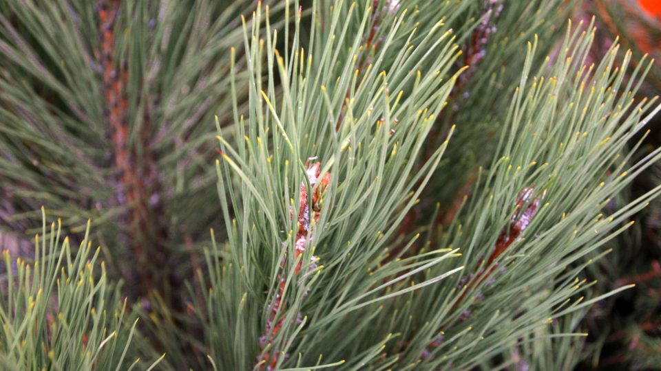 Borovička se jako vánoční stromek těší velké oblibě