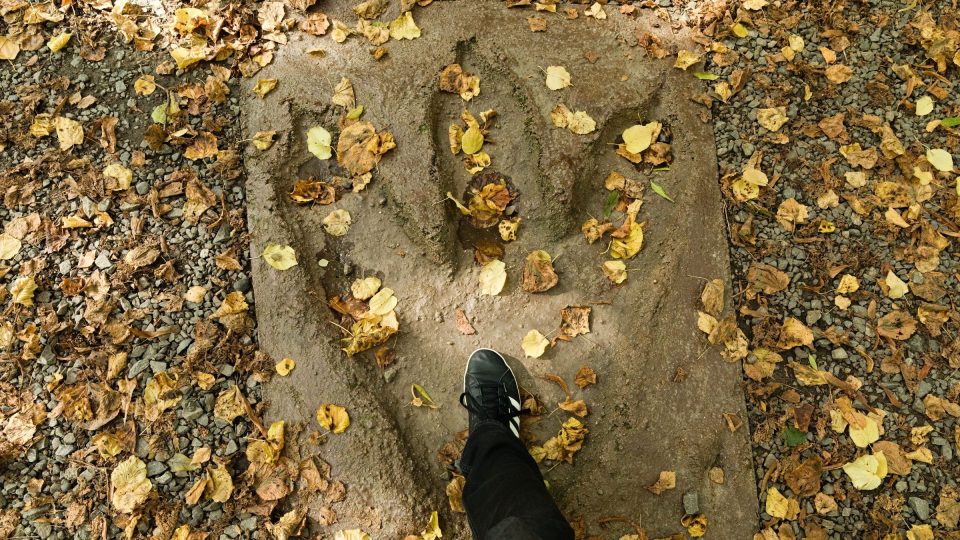 Umělý odlitek stopy dinosaura demonstruje jeho mohutnost v porovnání s nohou člověka