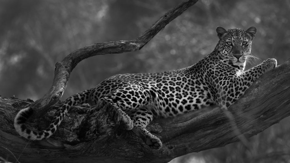 Levhart odpočívá v koruně stromu