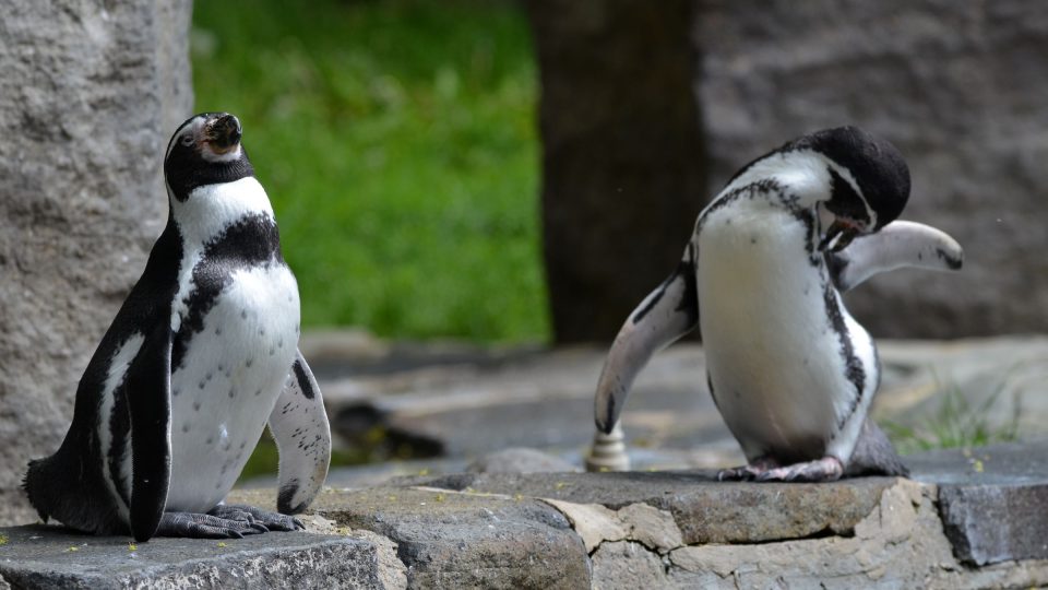 U Pavilonu tučňáků