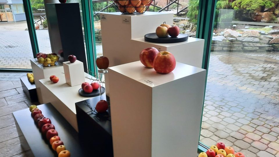 Výstava v liberecké botanické zahradě představuje 61 odrůd jablek