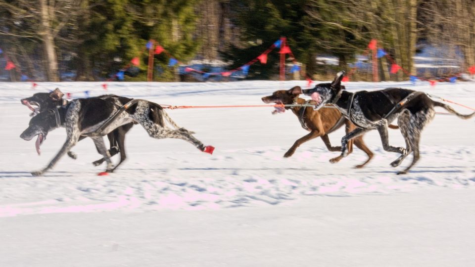 Mistrovství republiky ve sprintu psích spřežení 2022