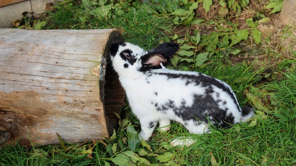 Nadaného králíka chová Jiří Kočár ve venkovním výběhu