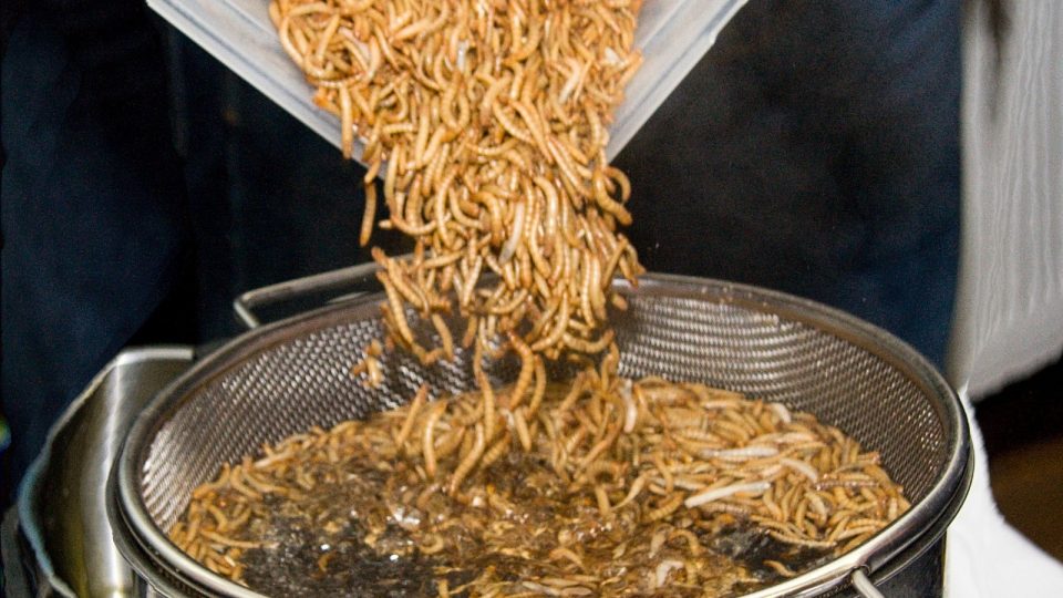 Hmyzí speciality přilákaly na Malou Skálu desítky zájemců o extrémní kuchyni